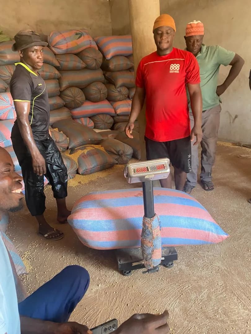 Weighing a sack of grain on the platform scale inside the warehouse, stock stacked behind