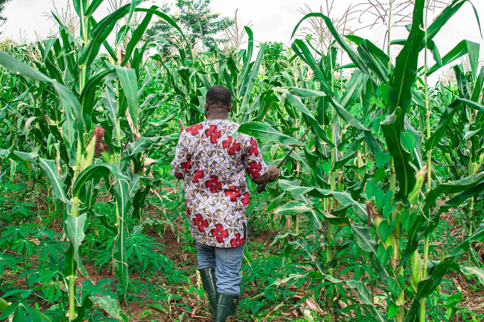 A farmer walking between tall maize rows on a farm in northern Ghana