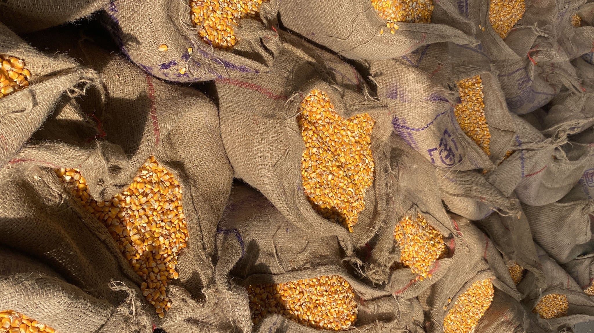 Maize from the DB Plus warehouse